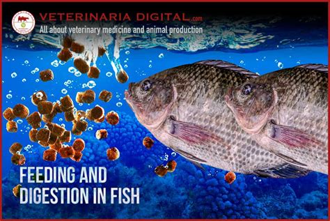 Feeding and digestion in fish. Aquaculture production.